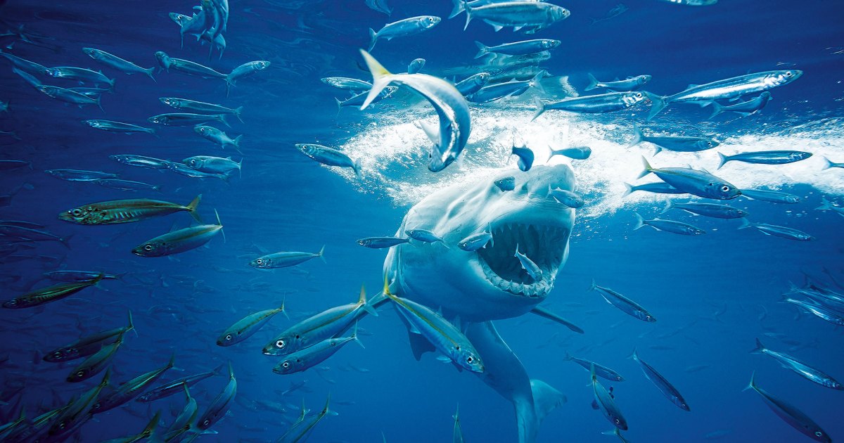 How a Wildlife Photographer Snapped a Great White Feeding Frenzy