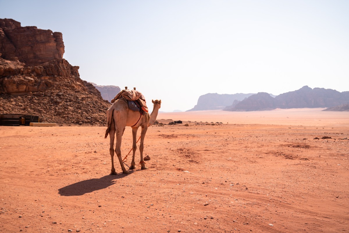 Archaeology, Camels and Cars: From The Dead Sea to Petra