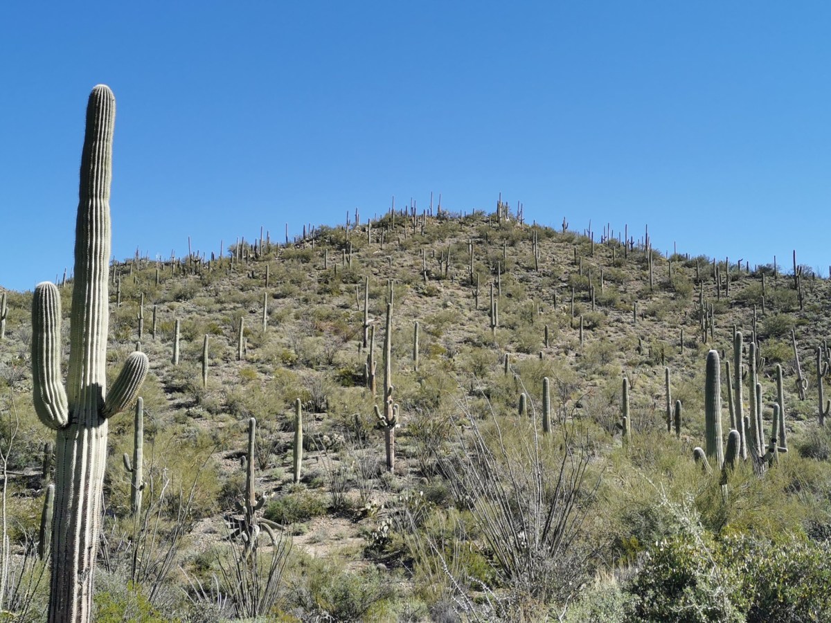 Tucson, Arizona – COOL HUNTING®