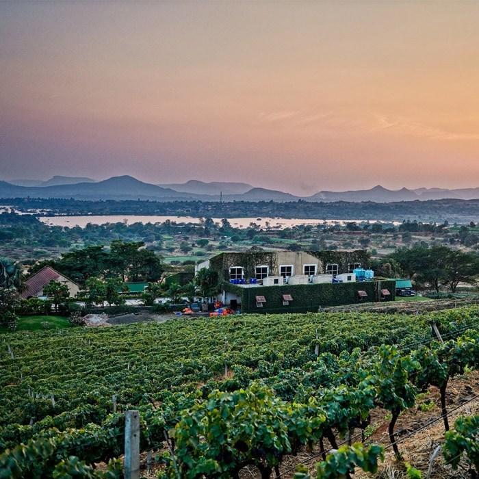 India’s Emerging Wine Industry – COOL HUNTING