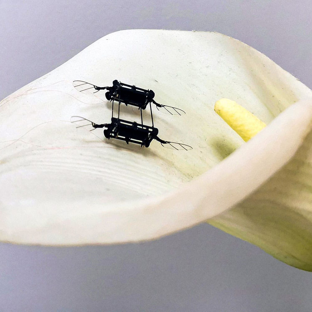 Flying Microrobots Are Upgraded With New Artificial Muscles – COOL HUNTING®