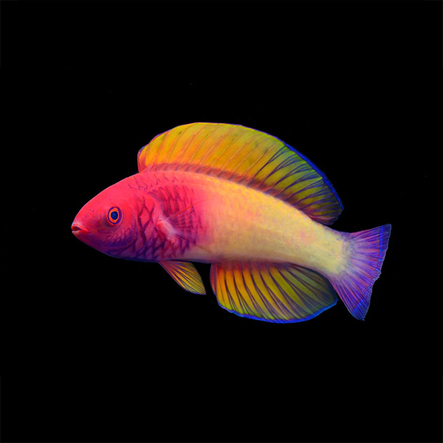 Scientists Declare a New Species of Multicolored Fish – COOL HUNTING®
