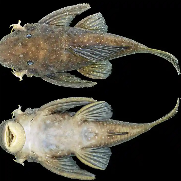Wolverine Fish, Blind Eel and 210 More New Fish Species Found – COOL HUNTING®
