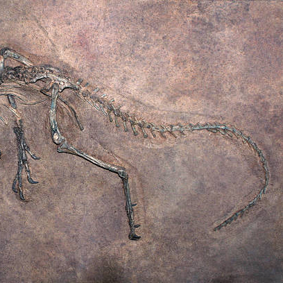 Fossil Dated to The Very Day of Dinosaur Extinction – COOL HUNTING®