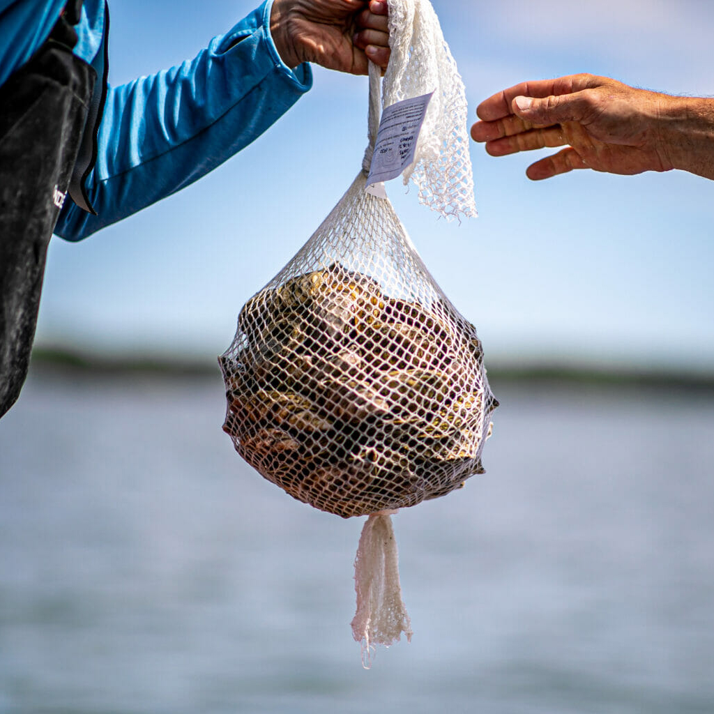Environmentally Conscious Oyster Farmers Find Plastic Alternatives – COOL HUNTING®