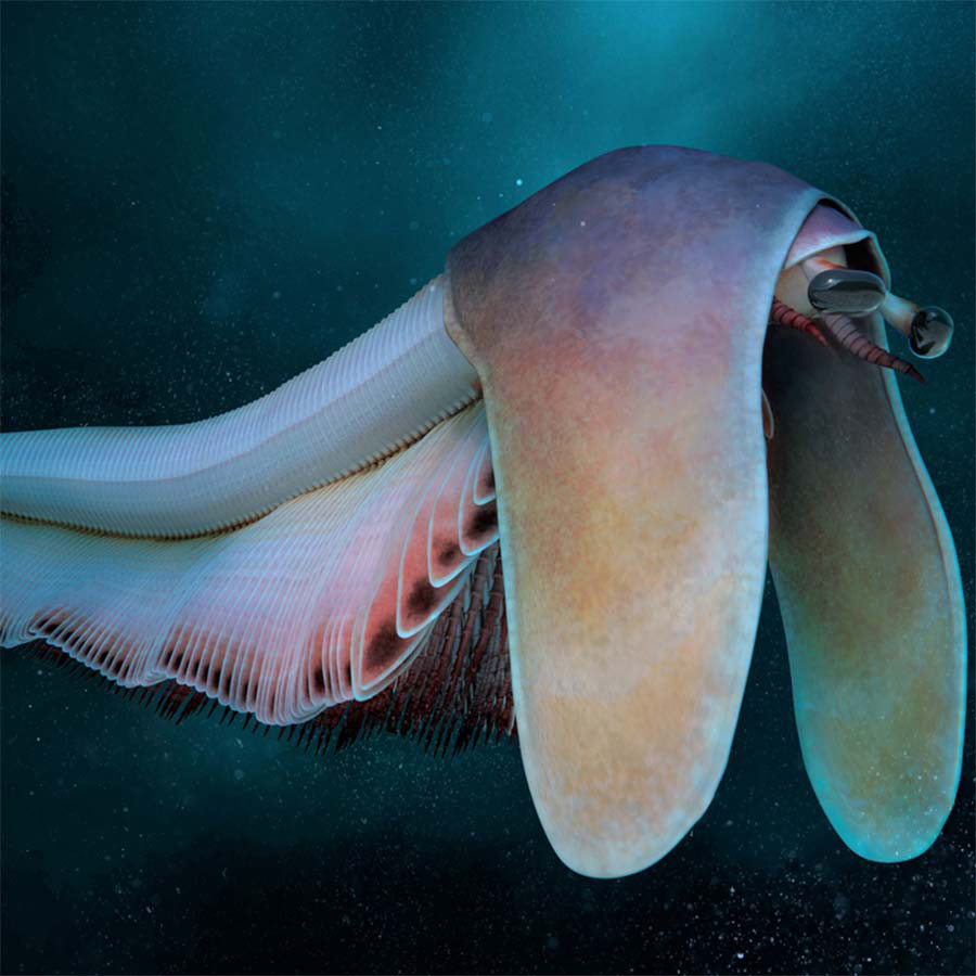 Massive Species that Resembles a Floppy-Eared Hound Discovered in Burgess Shale – COOL HUNTING®