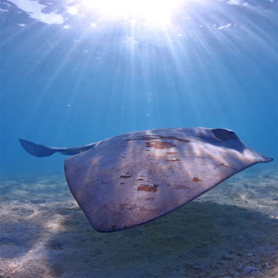 Sounds from Stingrays Recorded for the First Time – COOL HUNTING®