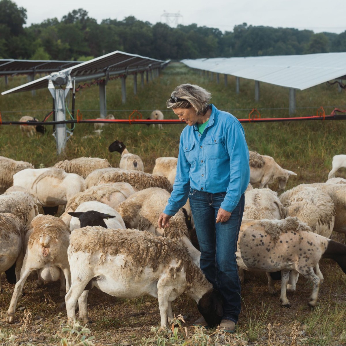 How Sheep Aid the Solar Energy Movement – COOL HUNTING®