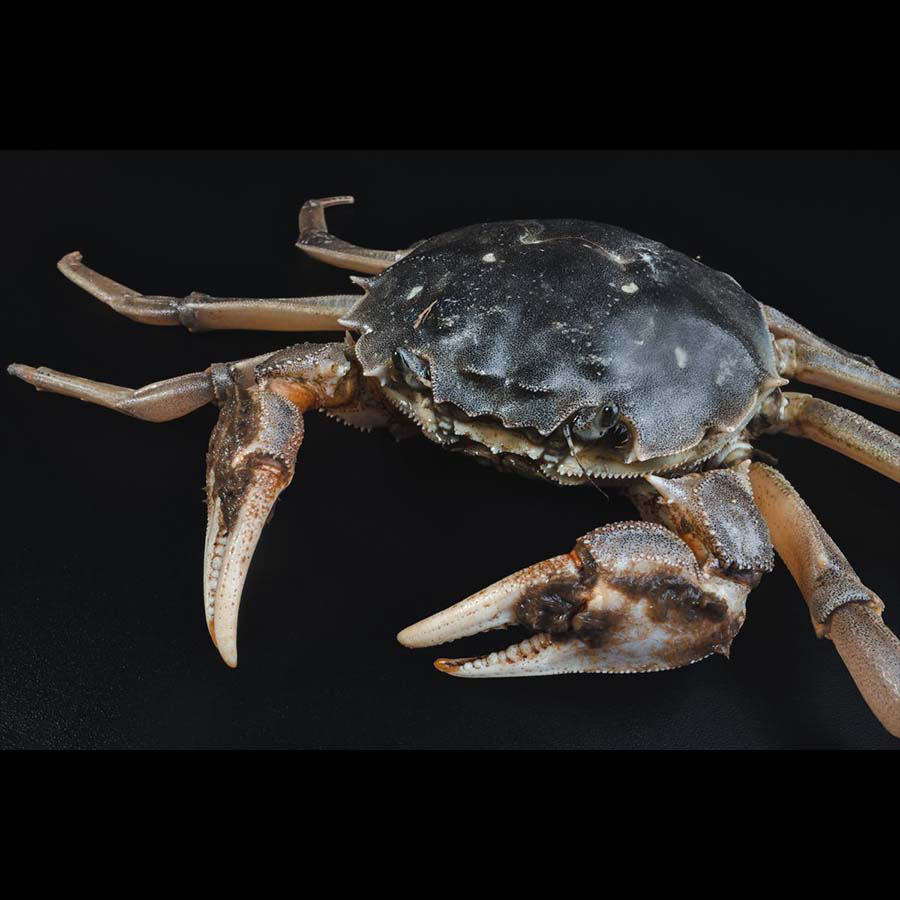 Making a Lithium-Ion Battery Alternative Out of Crab Exoskeletons – COOL HUNTING®