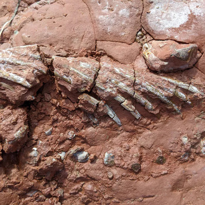 Rare Fossils That Predate Dinosaurs Found in Canada – COOL HUNTING®