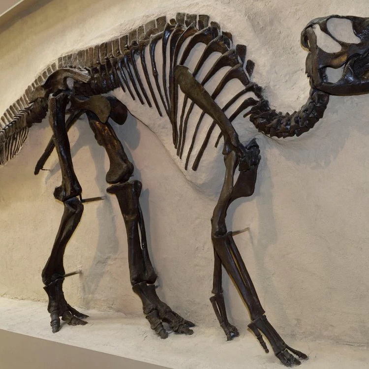 Insights From Rare Mummified Dinosaur Skin – COOL HUNTING®