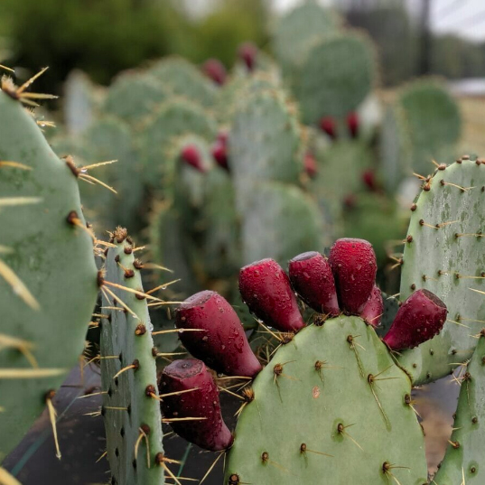 The Vast Potential of The Prickly Pear Cactus – COOL HUNTING®
