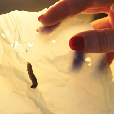 Wax Worms Could Revolutionize Recycling Plastic – COOL HUNTING®