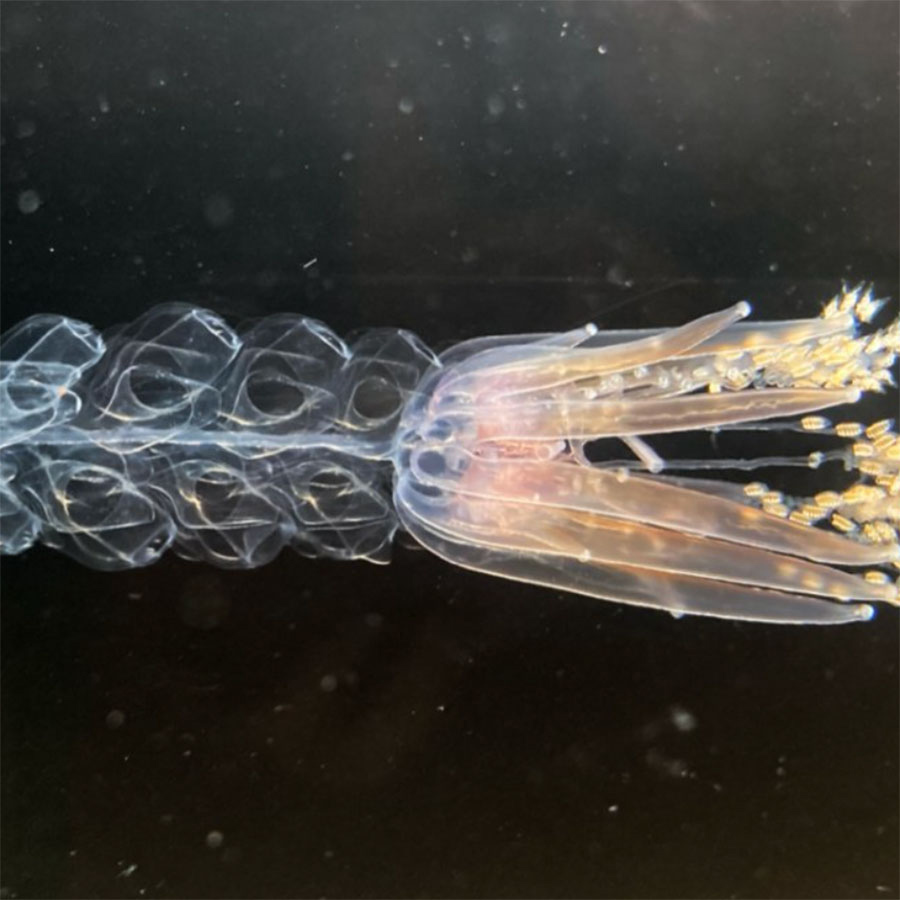 Jellyfish Relative Could Improve the Design of Swimming Robots – COOL HUNTING®