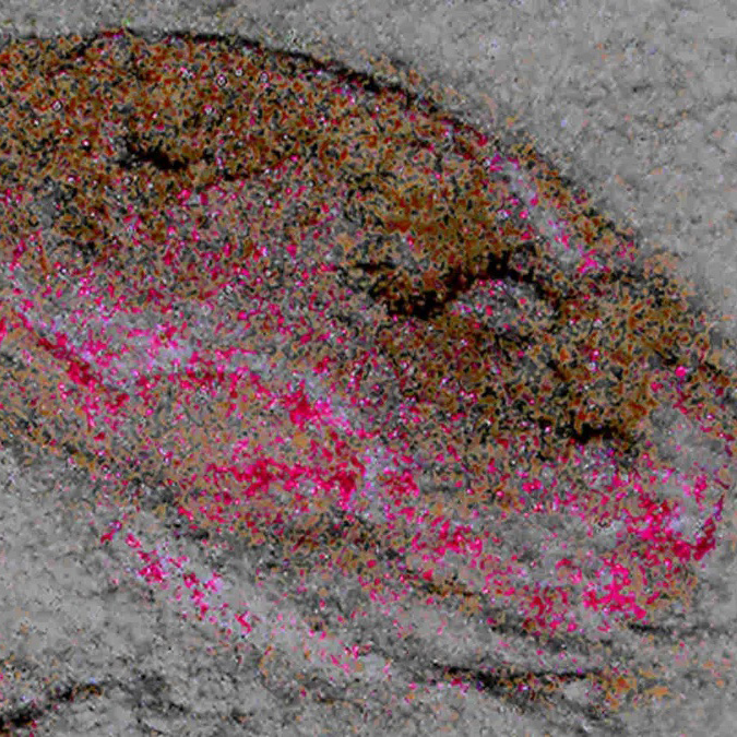 World’s Oldest Fossilized Brain Discovered – COOL HUNTING®