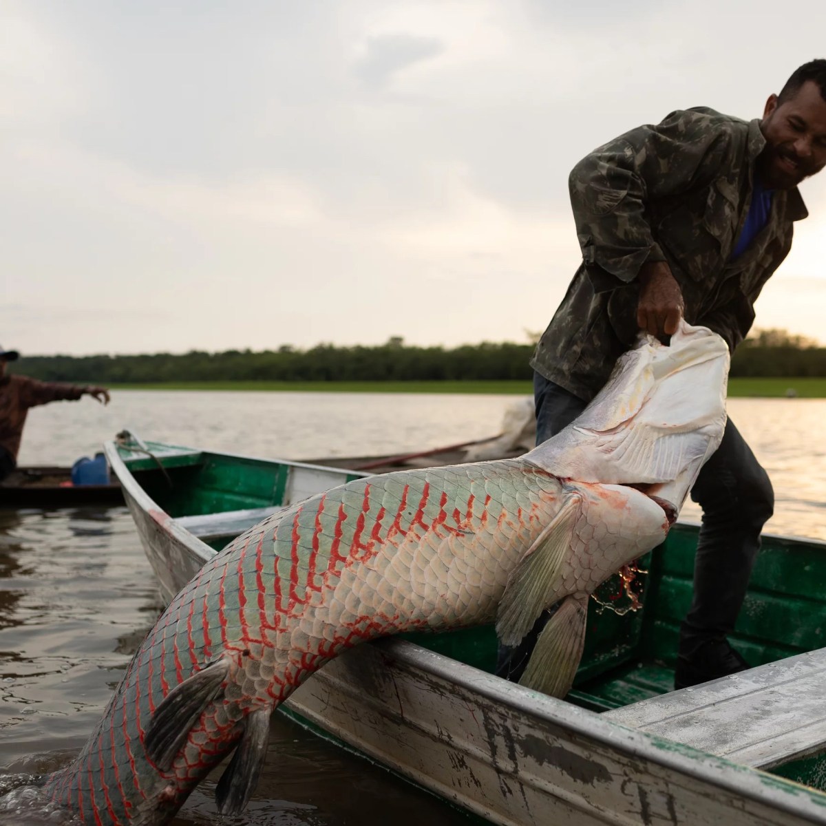10-Foot-Long Fish Thriving Again in The Amazon River – COOL HUNTING®