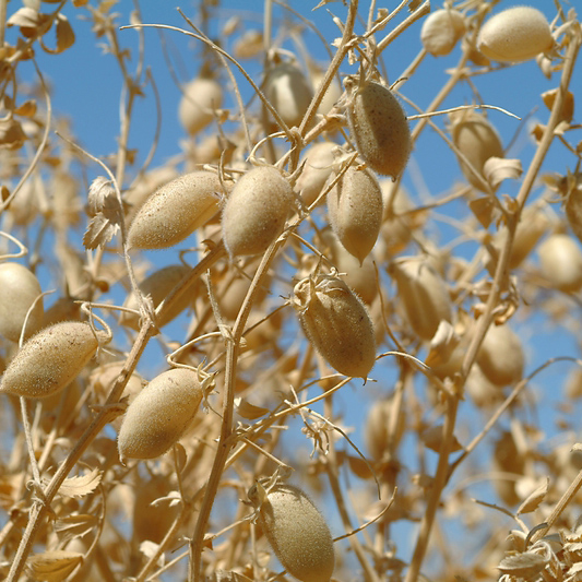 Ancient Seeds From the Fertile Crescent Save Crops From Climate Change – COOL HUNTING®
