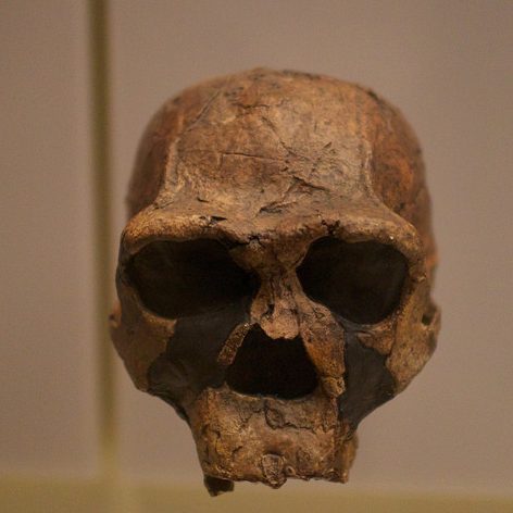 Hominids Sailed Hundreds of Thousands of Years Before Homo Sapiens – COOL HUNTING®