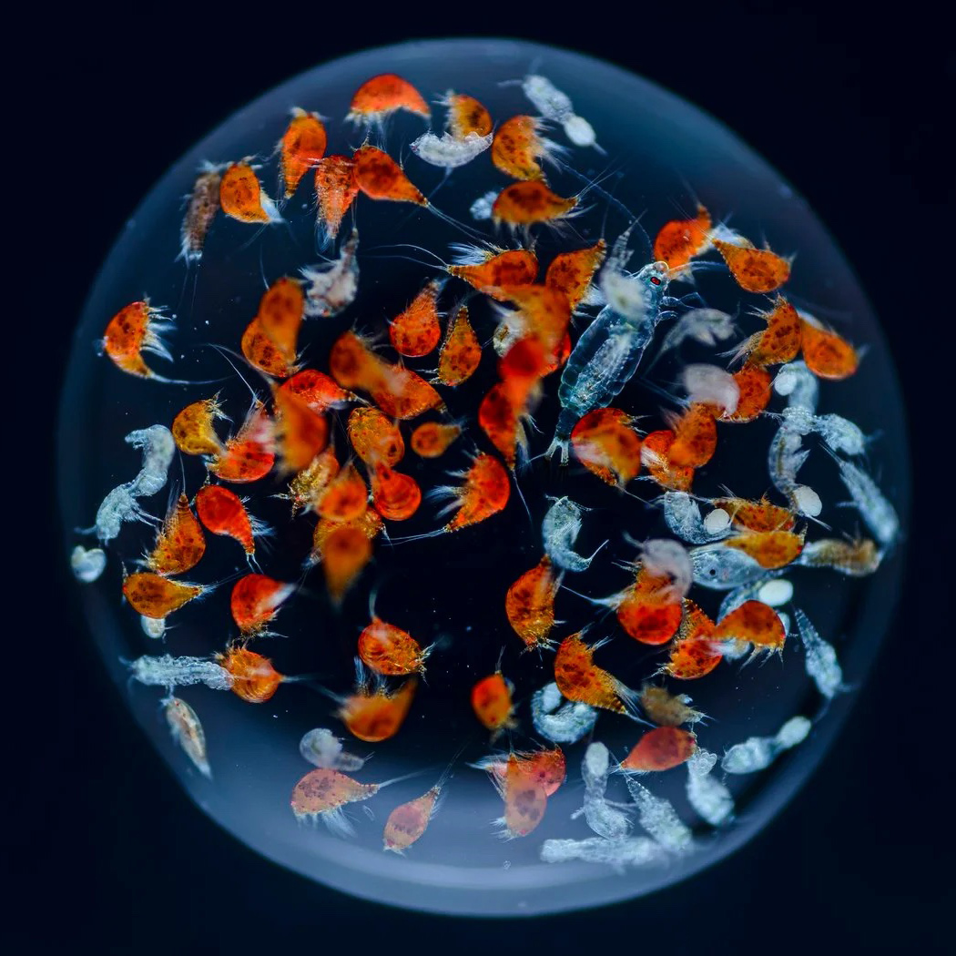 Photographer Angel Fitor Captures Life Inside a Drop of Seawater – COOL HUNTING®