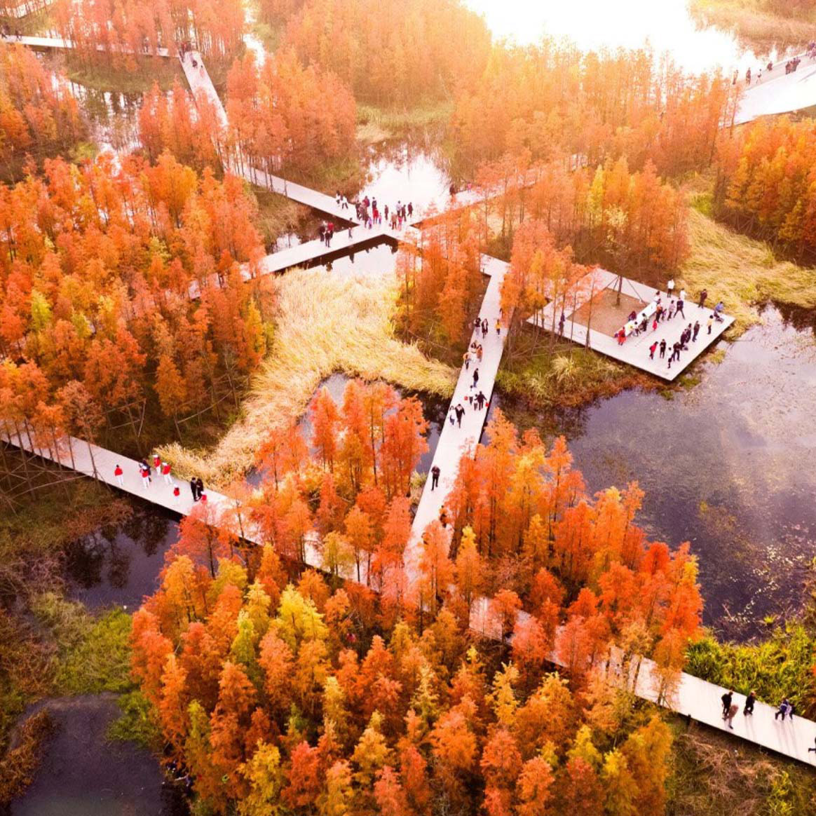 Transforming a Dumping Ground Into a Floating Forest in China – COOL HUNTING®