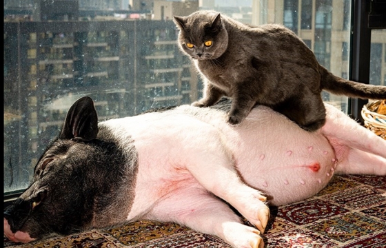 Juxtapoz Magazine – The Heartwarming Tale of Piggy Feng